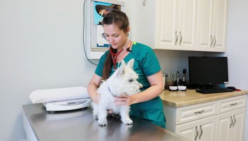 Newport Animal Hospital features comfortable exam rooms and a compassionate & skilled team, which help make your pet’s visit easy and stress-free. 
