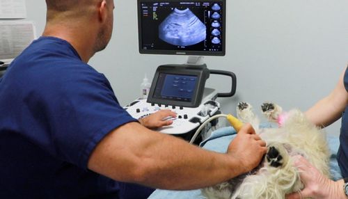 Dr. Jauquet performing ultrasound on dog