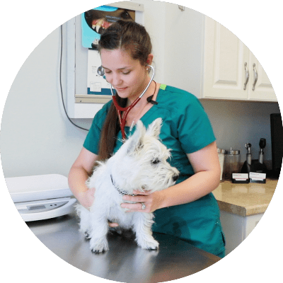 Dog with Veterinarian