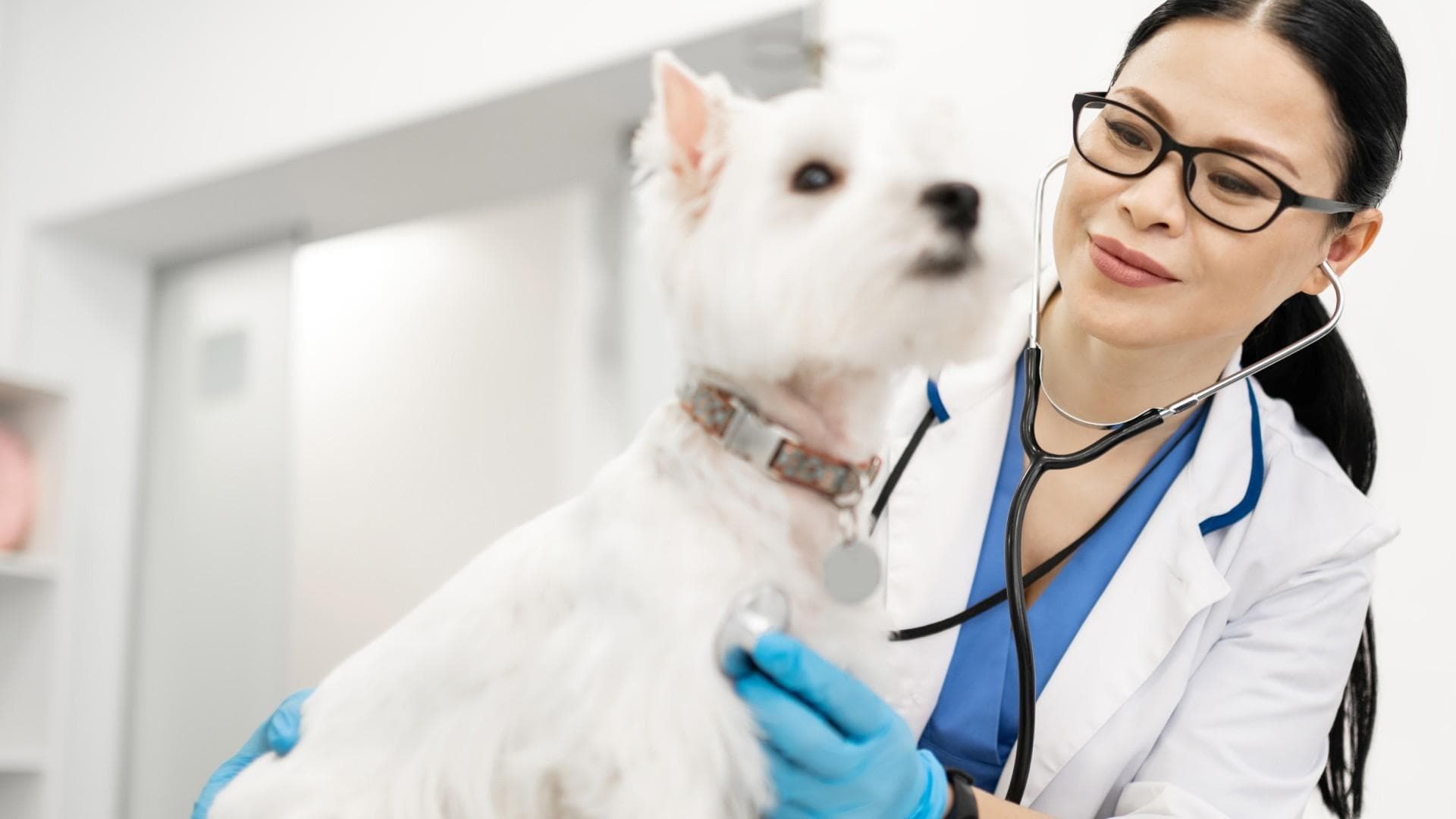 Veterinarian with Dog